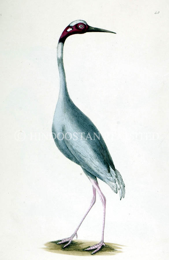 /data/Original Prints/Natural History/THE SAHRAS OR DEMOISELLE OF GUZERAT.jpg